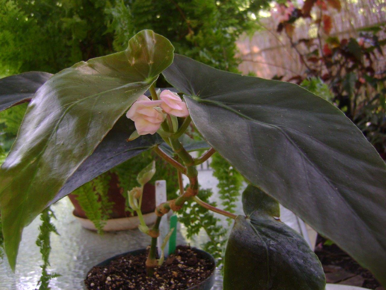 B. ‘Chelsea’